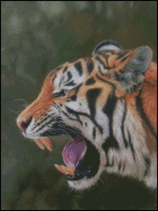 (image for) Tiger Growl